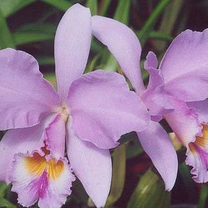 Meet your Posher, Ruth